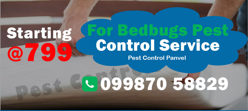 Bedbugs Pest Control