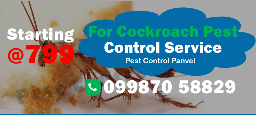 Cockroach Pest Control