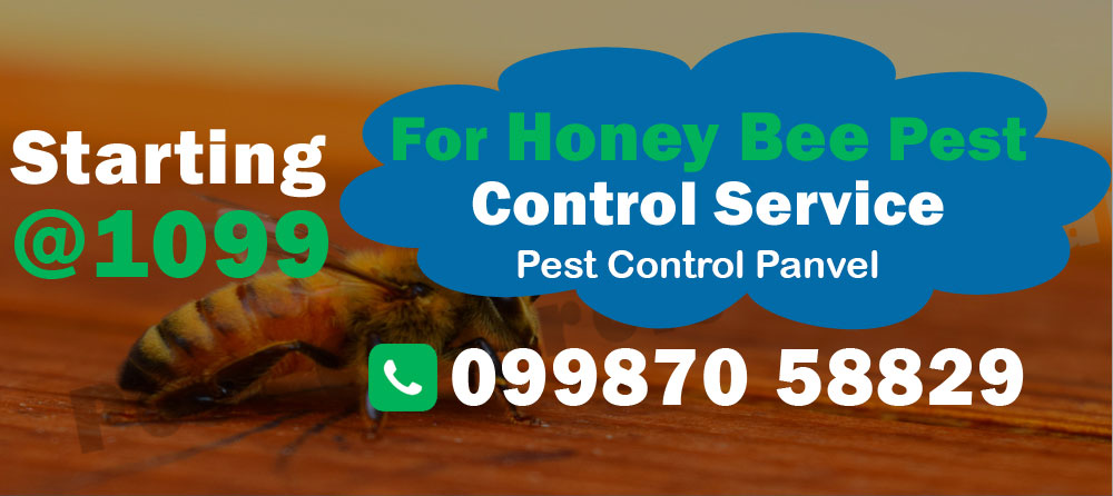 Honey Bee Pest Control