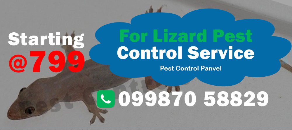 Lizard Pest Control