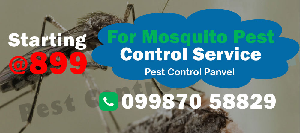 Mosquito Pest Control