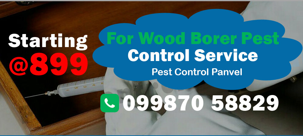 wood borer Pest Control